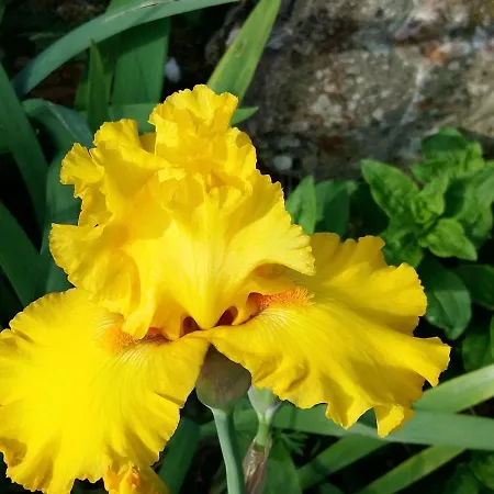 Charmante Maison Paysanne Renovee Avec Grand Terrain, Proche De La Riviere Et Du Village Medieval - Fr-1-410-162 *