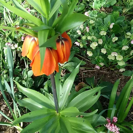 Charmante Maison Paysanne Renovee Avec Grand Terrain, Proche De La Riviere Et Du Village Medieval - Fr-1-410-162 بيت للعطل *