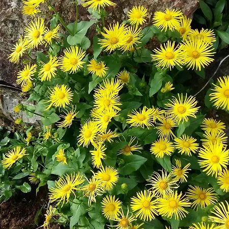 Charmante Maison Paysanne Renovee Avec Grand Terrain, Proche De La Riviere Et Du Village Medieval - Fr-1-410-162