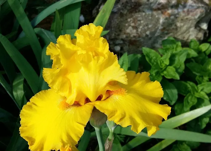 Charmante Maison Paysanne Renovee Avec Grand Terrain, Proche De La Riviere Et Du Village Medieval - Fr-1-410-162 *